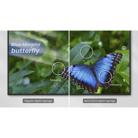 BenQ SL7504 75" Pantone‑Validated Digital Signage Display